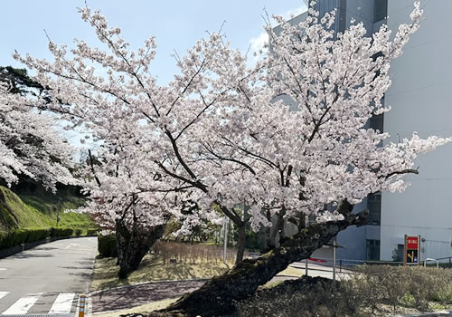 ２０２４．春　コロナが収束し例年にも増して綺麗に咲き誇る震災桜